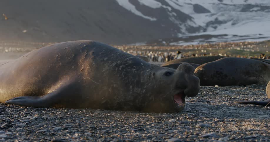 An elephant seal wobbling on a shore with penguins and a mountain range in the background