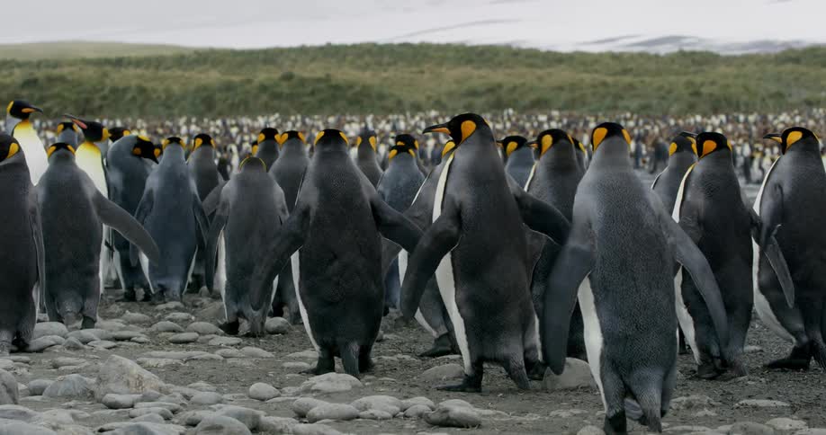 King penguins walk along a stony shore with hills and mountains in the background