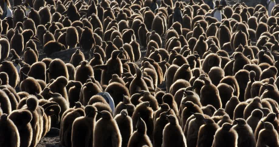 A large group of penguins are standing in the wilderness