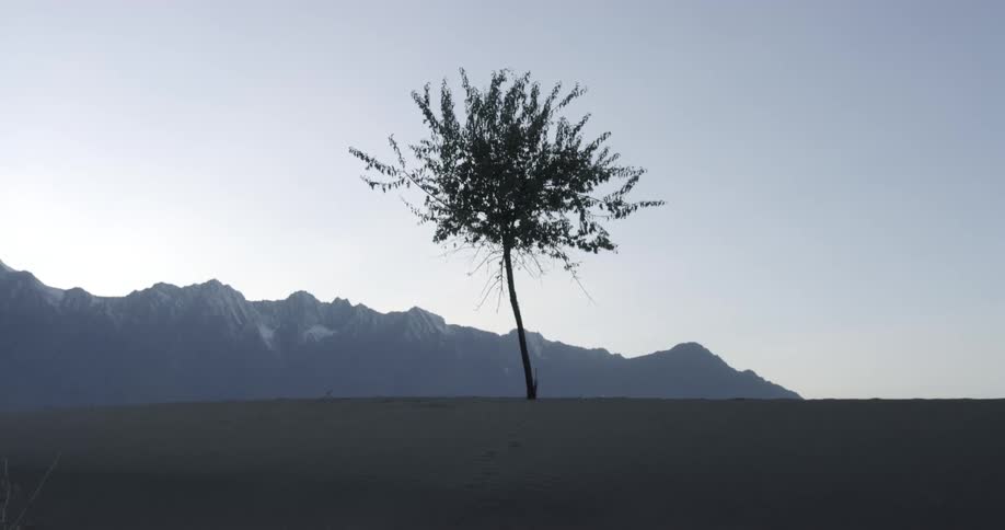Lonely tree growing in a dune in the desert near the mountains at sunset