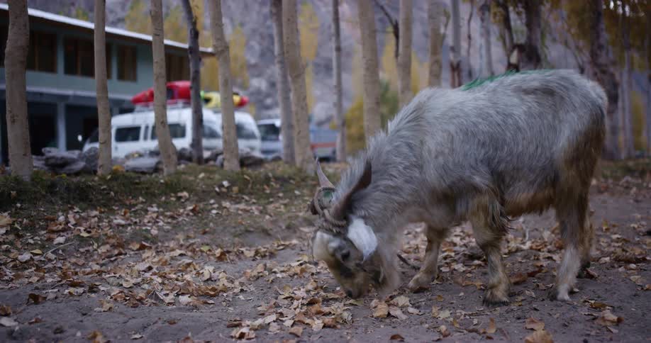 Small goat grazing on leaves