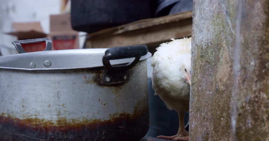 A white chicken beside a silver pot is watching a trickle of water falling nearby