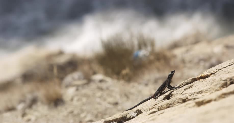 Small lizard on rock