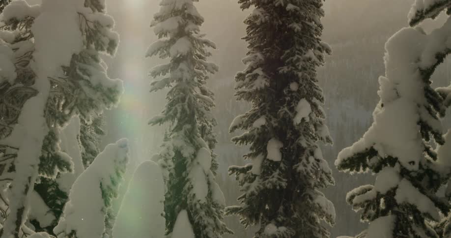 Its snowing in the forest while the sun is setting