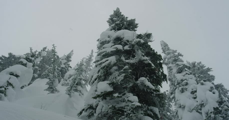 Snow falling on snow covered trees in a forest