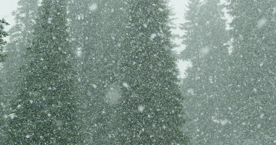 Snow falling near pine trees in a forest