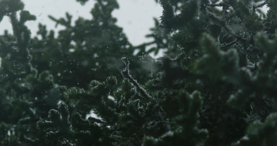Its snowing on the pine trees