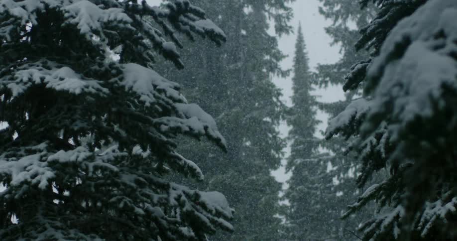 Snow falls in pine forest