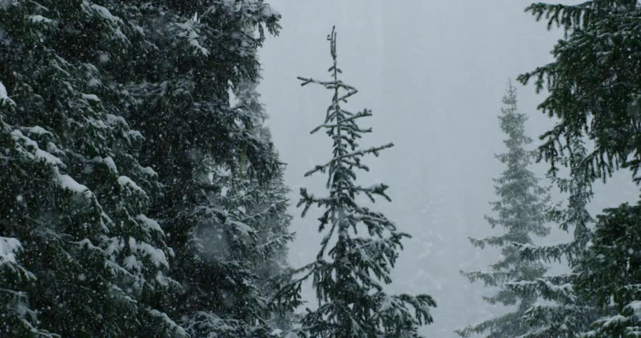 Snow storm falling over the pine forest tree at day