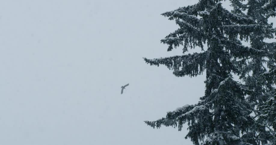 A bird flying over pine trees during a snowstorm