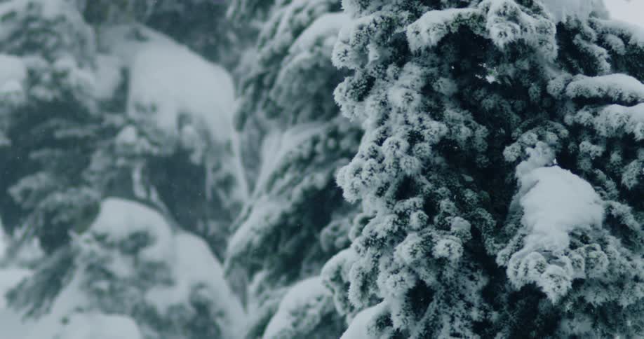 Snow falling on already snow covered trees