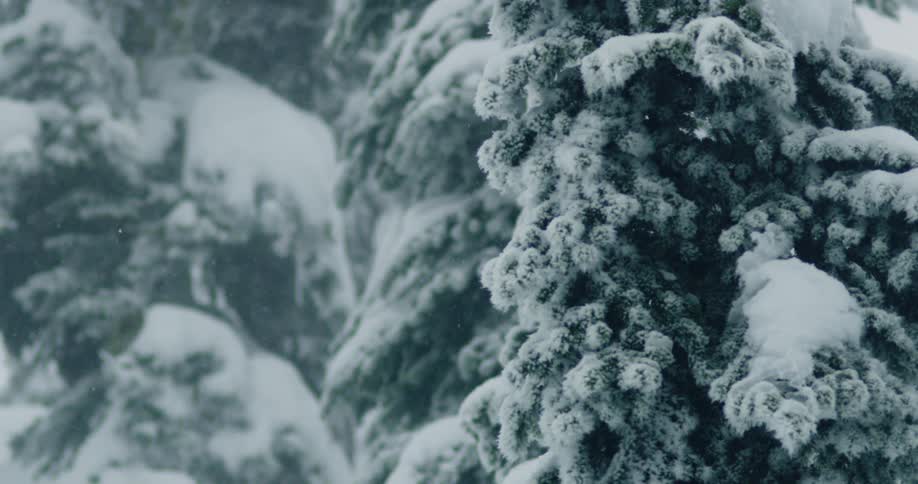 Trees of an evergreen forest covered in frost on a snowy day