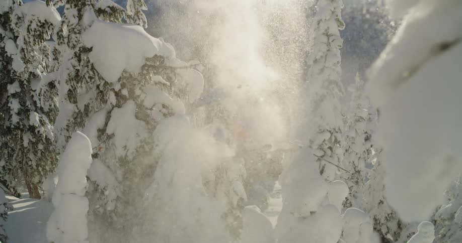 Person skis down slope in pine forest