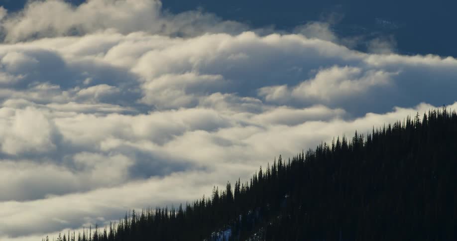 Clouds floating over silhouetted trees in a forest