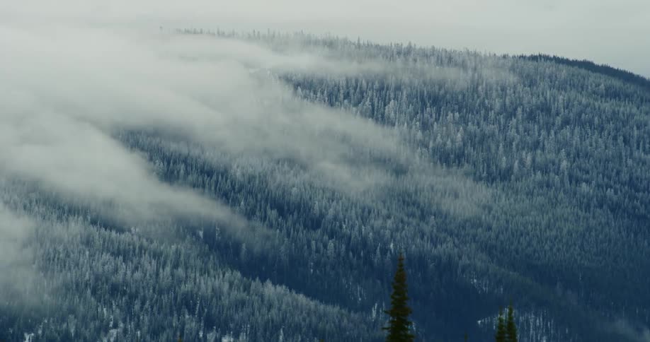 Fog is covering the forest area