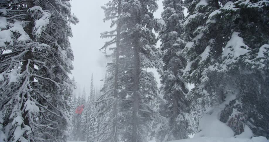 Skier performs jump in snowy pine forest