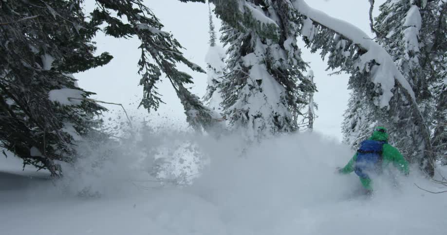 Person downhill skiing through pine forest