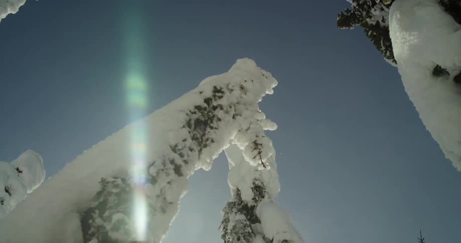 Hawk takes flight from top of snow covered pine tree