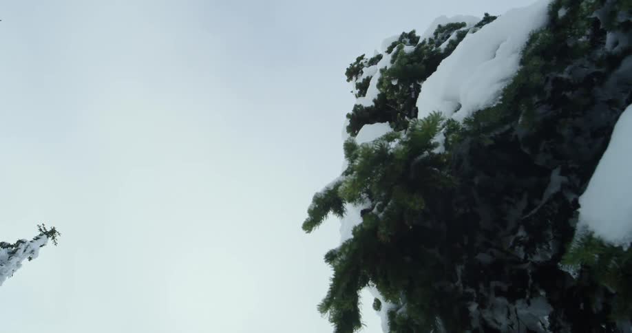 A person with a jacket and helmet skiing and jumping between two trees covered in snow