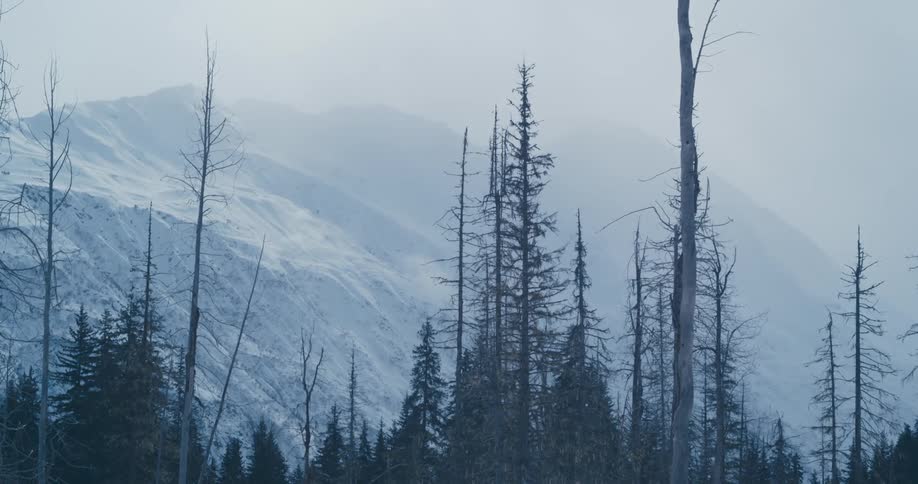 Trees with a snow covered mountain range and the sky in the background