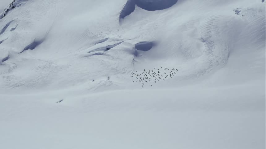 Birds are migrating in an arctic area