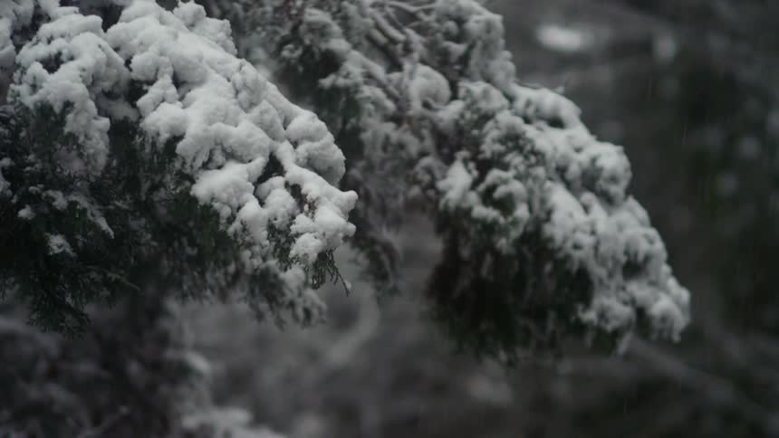 Snow falling on an evergreen tree