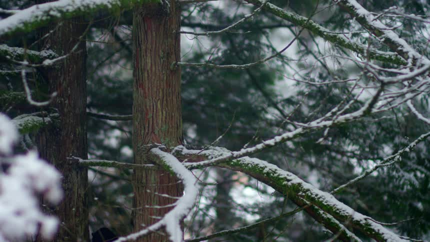 Its snowing in the forest