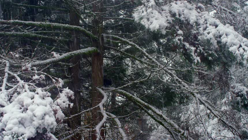 Snow falls in pine forest with branches covered in snow