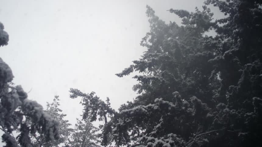 Snow falling in pine forest