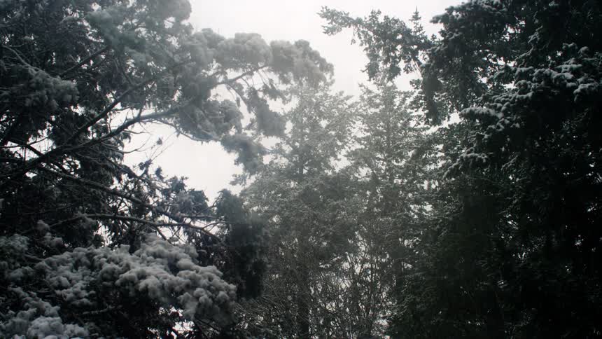 Light snowfall over the pine tree forest at winter