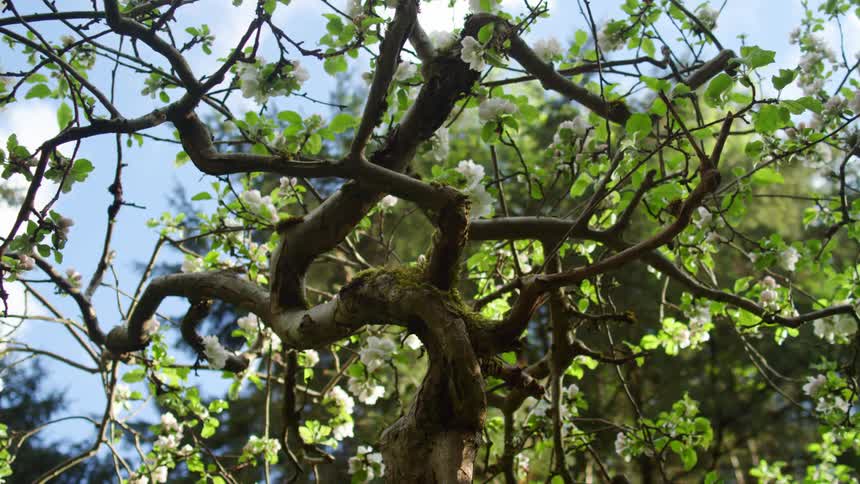 A tree in spring is displayed