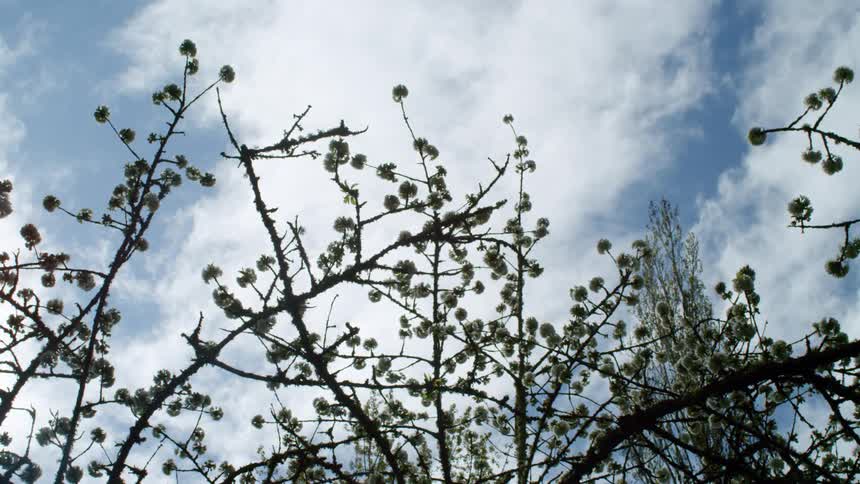 A tree with branches with the sky and clouds above