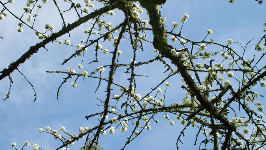 A tree with white flowers outside near a clear blue sky