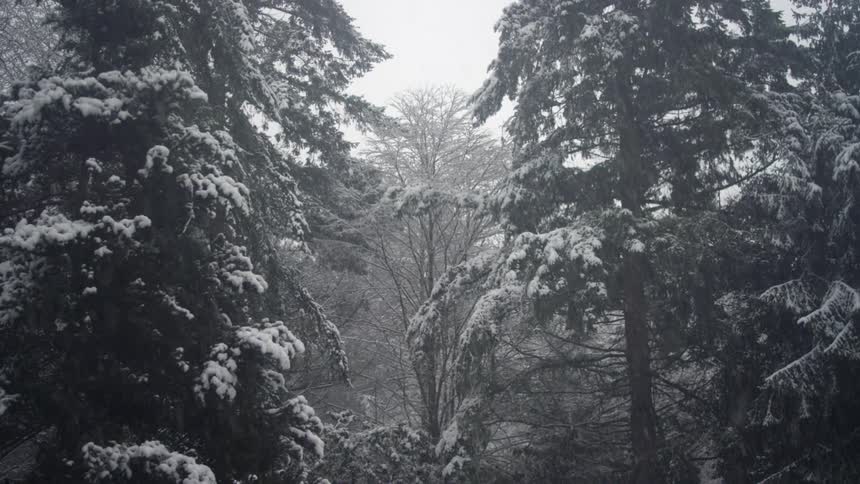 Its snowing in a forest