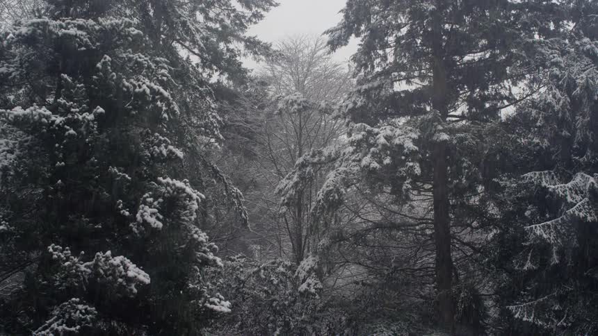 Snow falling in a forest