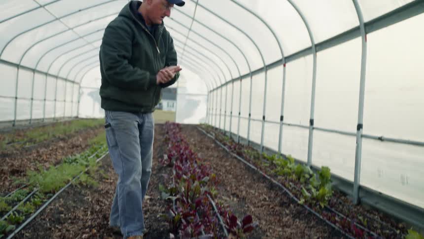 An elderly man examines the plants in a narrow greenhouse
