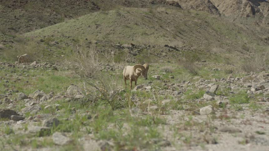 An antelope grazing in a field