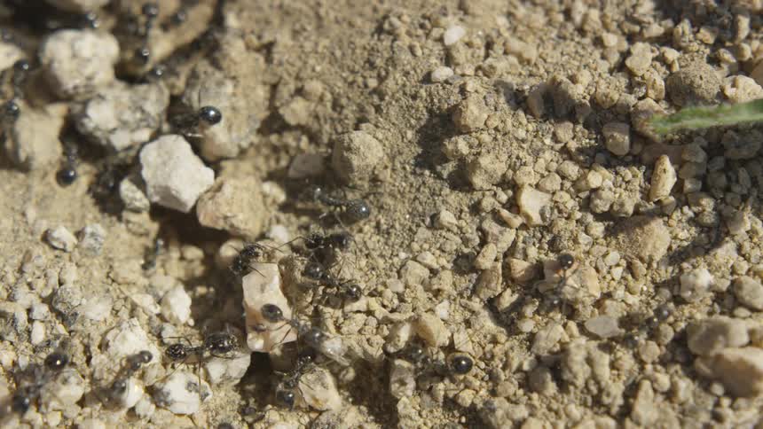 Ants are crawling in the dirt