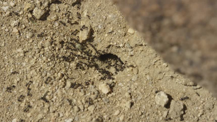 Ants are crawling on the ground