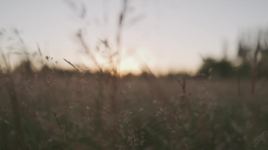 Tall grasses turning to seed in a light breeze