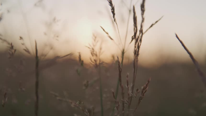 Grass in a rural field at sunset