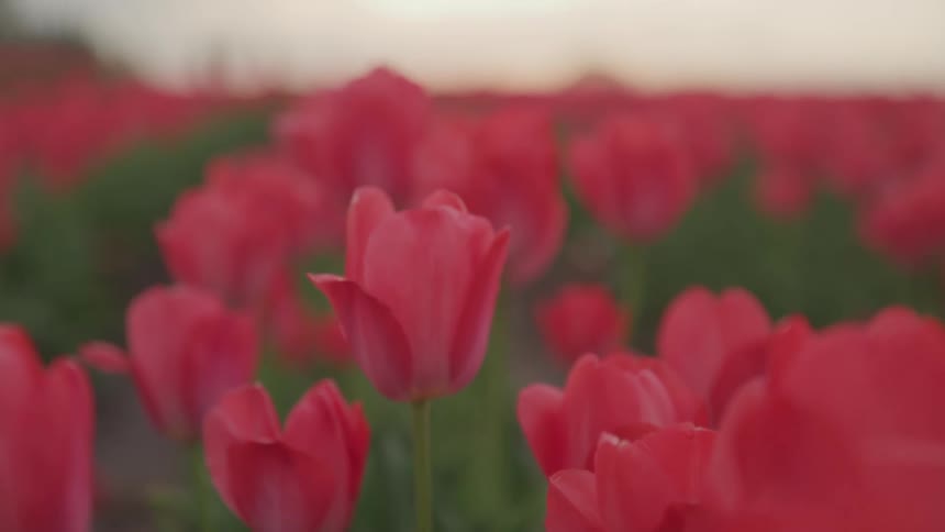 Flowers are blooming outdoors