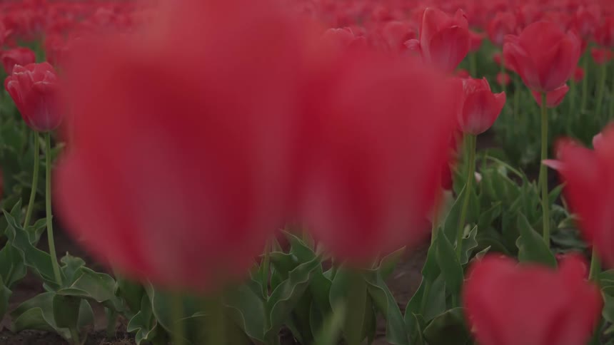Close up of red tulip blossoms on a field
