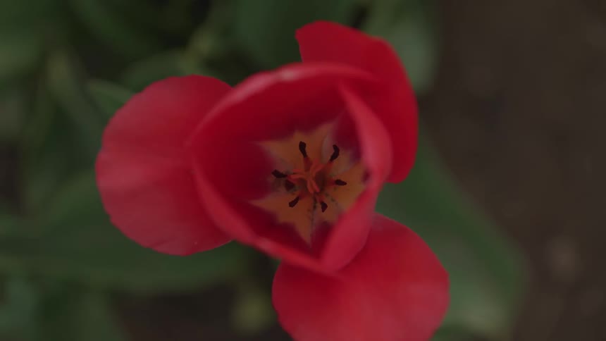 Close up of a flower