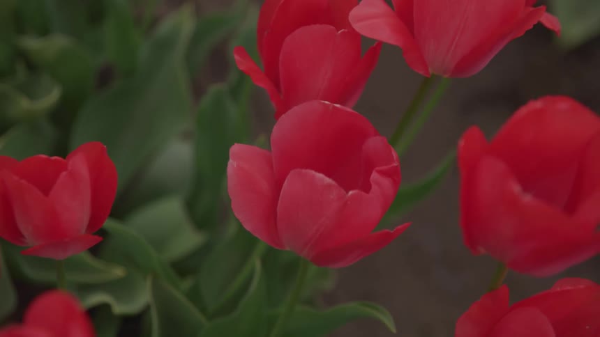 Flowers are displayed in spring