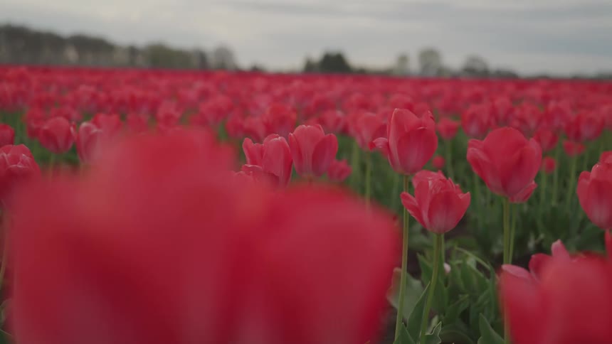 Flowers in a meadow are displayed