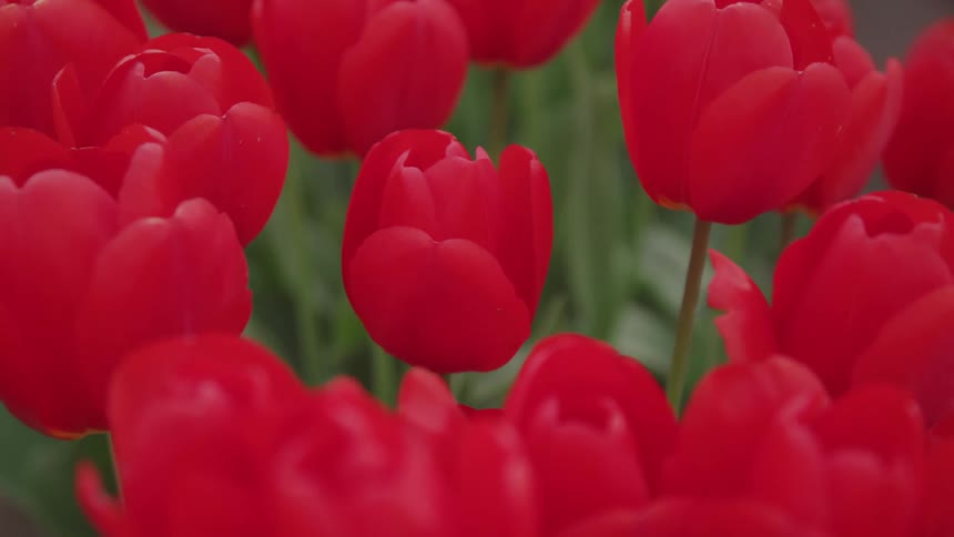 Beautiful blooms of red tulips swaying in the wind