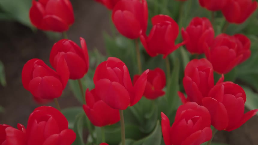 Plants with red flowers and leaves in soil and dirt