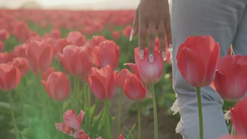 A woman walking down a path in a field of flowers runs her hands over the top of blooms