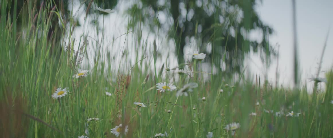Wildflowers growing in a field